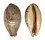 CYPRAEIDAE LYNCINA LYNX VANELLI shell