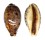 CYPRAEIDAE LYNCINA LYNX VANELLI shell