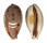 CYPRAEIDAE LYNCINA LYNX VANELLI shell