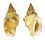 STROMBIDAE CANARIUM RUGOSUS shell