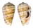 STROMBIDAE STROMBUS DECORUS shell