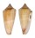 CONIDAE CONUS FURVUS shell