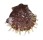 SPONDYLIDAE SPONDYLUS SETIGER shell