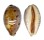 CYPRAEIDAE LYNCINA LYNX VANELLI shell