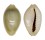 CYPRAEIDAE MONETARIA ANNULUS ROSTRATE shell
