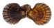 PECTINIDAE CHLAMYS SQUAMOSA shell