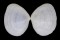 TELLINIDAE TELLINA INFLATA shell