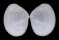 TELLINIDAE TELLINA INFLATA shell