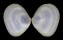 TELLINIDAE TELLINA INFLATA shell