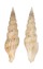 TURRIDAE PTYCHOBELA FLAVIDULA shell