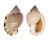 CASSIDAE CASMARIA PONDEROSA shell