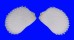 LIMIDAE LIMA LIMA shell