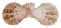 PECTINIDAE SCAEOCHLAMYS SQUAMATA shell