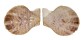 PECTINIDAE SCAEOCHLAMYS SQUAMATA shell