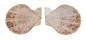 PECTINIDAE SCAEOCHLAMYS SQUAMATA shell