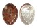 HALIOTIDAE HALIOTIS ASSIMILIS shell