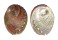 HALIOTIDAE HALIOTIS ASSIMILIS shell