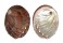 HALIOTIDAE HALIOTIS ASSIMILIS shell