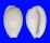 CYPRAEIDAE CRIBRARULA CRIBRARIA MELWARDI shell