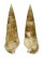 CERITHIIDAE RHINOCLAVIS ARTICULATA shell