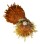 SPONDYLIDAE SPONDYLUS VARIEGATUS shell