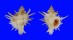 CORALLIOPHILIDAE BABELOMUREX CENTIMANUS shell