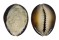 CYPRAEIDAE CYPRAEA CAPUTSERPENTIS shell