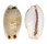 CYPRAEIDAE EROSARIA GANGRANOSA shell