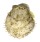 SPONDYLIDAE SPONDYLUS ASPERRIMUS shell