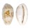 CYPRAEIDAE BLASICRURA PELLUCENS ALISONAE shell