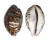 CYPRAEIDAE CYPRAEA TIGRIS shell