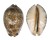 CYPRAEIDAE MAURITIA ARABICA GIBBA VANDAMMEI shell