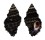 MURICIDAE ERGALATAX MARGARITICOLA shell