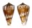 CONIDAE CONUS CAPITANELLUS shell