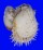 SPONDYLIDAE SPONDYLUS ASPERRIMUS shell