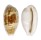 CYPRAEIDAE TALOSTOLIDA PELLUCENS POLYNESIANA shell