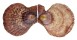 PECTINIDAE CHLAMYS SQUAMOSA shell