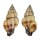 FASCIOLARIIDAE PERISTERNIA MELANORYNCHUS shell