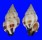 FASCIOLARIIDAE PERISTERNIA MELANORYNCHUS shell