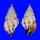 FASCIOLARIIDAE PERISTERNIA MELANORYNCHUS shell