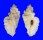 MURICIDAE PTERYNOTUS TRIPTERUS shell