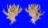 CORALLIOPHILIDAE BABELOMUREX SPINOSUS JEANNEAE shell