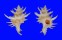 CORALLIOPHILIDAE BABELOMUREX WORMALDI shell