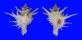 CORALLIOPHILIDAE BABELOMUREX CENTIMANUS shell
