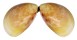 CARDIIDAE LAEVICARDIUM ATTENUATUM shell