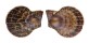 PECTINIDAE CHLAMYS SQUAMOSA shell