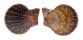 PECTINIDAE CHLAMYS SQUAMOSA shell