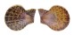 PECTINIDAE CHLAMYS SQUAMOSA shell