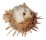 SPONDYLIDAE SPONDYLUS OCELLATUS shell