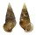 CERITHIIDAE CERITHIUM TRAILLII shell
